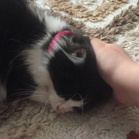 Tuxedo (Smokin) Kedi, Kedi  Nora fotoğrafı