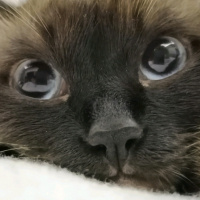 Siyam Kedisi, Kedi  Shiva fotoğrafı