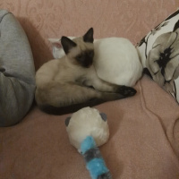 Siyam Kedisi, Kedi  Maya❤ fotoğrafı