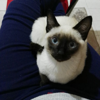 Siyam Kedisi, Kedi  Maya❤ fotoğrafı