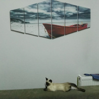 Siyam Kedisi, Kedi  Maya❤ fotoğrafı