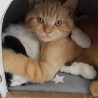 British Shorthair, Kedi  ARDA fotoğrafı