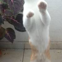Tekir Kedi, Kedi  Pati fotoğrafı