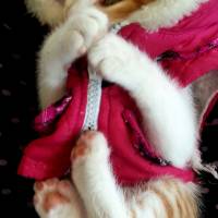 Tekir Kedi, Kedi  Pati fotoğrafı