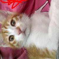 Tekir Kedi, Kedi  Pati fotoğrafı