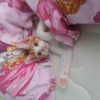 Tekir Kedi, Kedi  Pati fotoğrafı