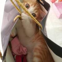 Tekir Kedi, Kedi  Pati fotoğrafı