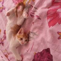 Tekir Kedi, Kedi  Pati fotoğrafı