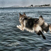 Alman Çoban Köpeği, Köpek  Teksas fotoğrafı