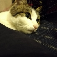 Tekir Kedi, Kedi  Asil fotoğrafı