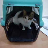 Tekir Kedi, Kedi  Asil fotoğrafı