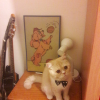 Exotic Shorthair, Kedi  Teker fotoğrafı