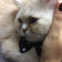 Exotic Shorthair, Kedi  Teker fotoğrafı