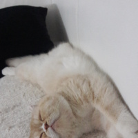 Exotic Shorthair, Kedi  Teker fotoğrafı