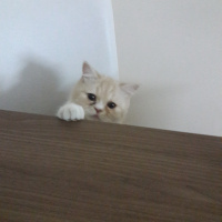 Exotic Shorthair, Kedi  Teker fotoğrafı