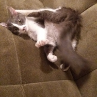 Tekir Kedi, Kedi  Şanslı fotoğrafı