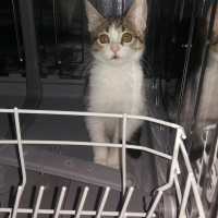 Tekir Kedi, Kedi  Şanslı fotoğrafı