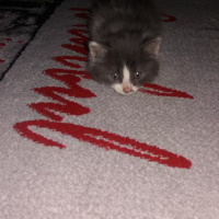 Tekir Kedi, Kedi  Şanslı fotoğrafı