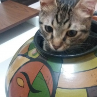 Tekir Kedi, Kedi  Şanslı fotoğrafı