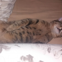 Tekir Kedi, Kedi  Şanslı fotoğrafı