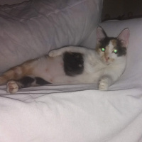 Tekir Kedi, Kedi  Şanslı fotoğrafı