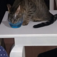 Tekir Kedi, Kedi  Şanslı fotoğrafı