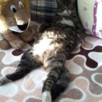Tekir Kedi, Kedi  Şanslı fotoğrafı