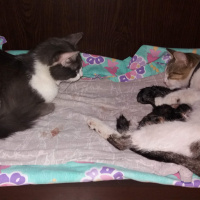 Tekir Kedi, Kedi  Şanslı fotoğrafı