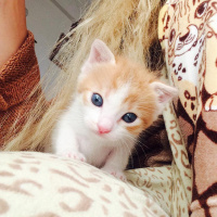 Tekir Kedi, Kedi  Şanslı fotoğrafı