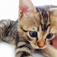 Tekir Kedi, Kedi  Şanslı fotoğrafı