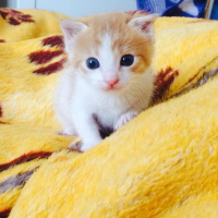 Tekir Kedi, Kedi  Şanslı fotoğrafı