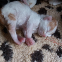 Tekir Kedi, Kedi  Şanslı fotoğrafı