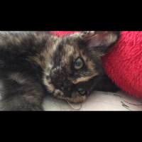 Abyssinian, Kedi  KUTUP fotoğrafı
