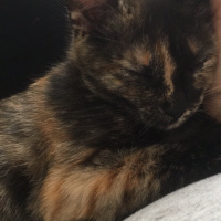 Abyssinian, Kedi  KUTUP fotoğrafı