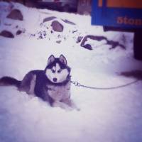 Sibirya Kurdu (Husky), Köpek  Şila fotoğrafı