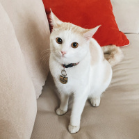Soke, Kedi  Cleo fotoğrafı