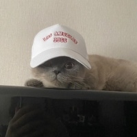 British Shorthair, Kedi  Gofret fotoğrafı