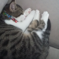 Tekir Kedi, Kedi  Yaramboz fotoğrafı
