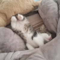Tekir Kedi, Kedi  Yaramboz fotoğrafı