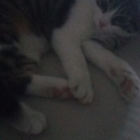 Tekir Kedi, Kedi  Yaramboz fotoğrafı