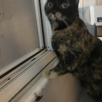 Tekir Kedi, Kedi  Susam fotoğrafı