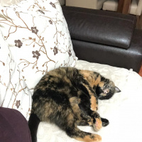 Tekir Kedi, Kedi  Susam fotoğrafı
