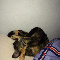 Tekir Kedi, Kedi  Susam fotoğrafı