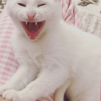 Ankara Kedisi, Kedi  LOKUM fotoğrafı