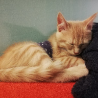 Sarman, Kedi  Fıtık fotoğrafı