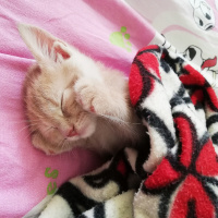 Sarman, Kedi  Fıtık fotoğrafı