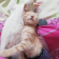 Sarman, Kedi  Fıtık fotoğrafı