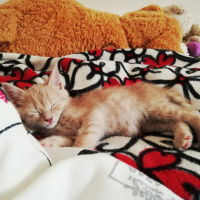 Sarman, Kedi  Fıtık fotoğrafı