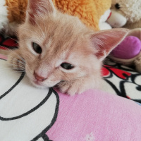 Sarman, Kedi  Fıtık fotoğrafı