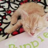 Sarman, Kedi  Fıtık fotoğrafı